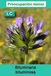 Bituminaria bituminosa