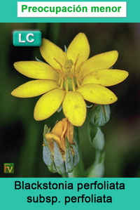 Blackstonia perfoliata perfoliata