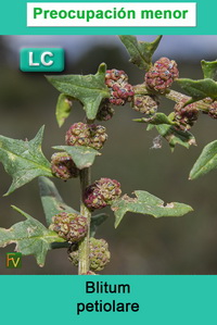 Blitum petiolare