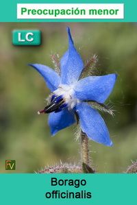 Borago officinalis