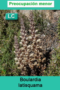 Boulardia latisquama