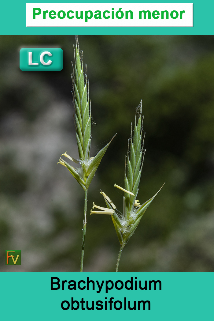 Brachypodium obtusifolum
