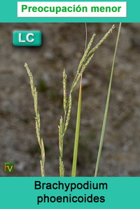 Brachypodium phoenicoides