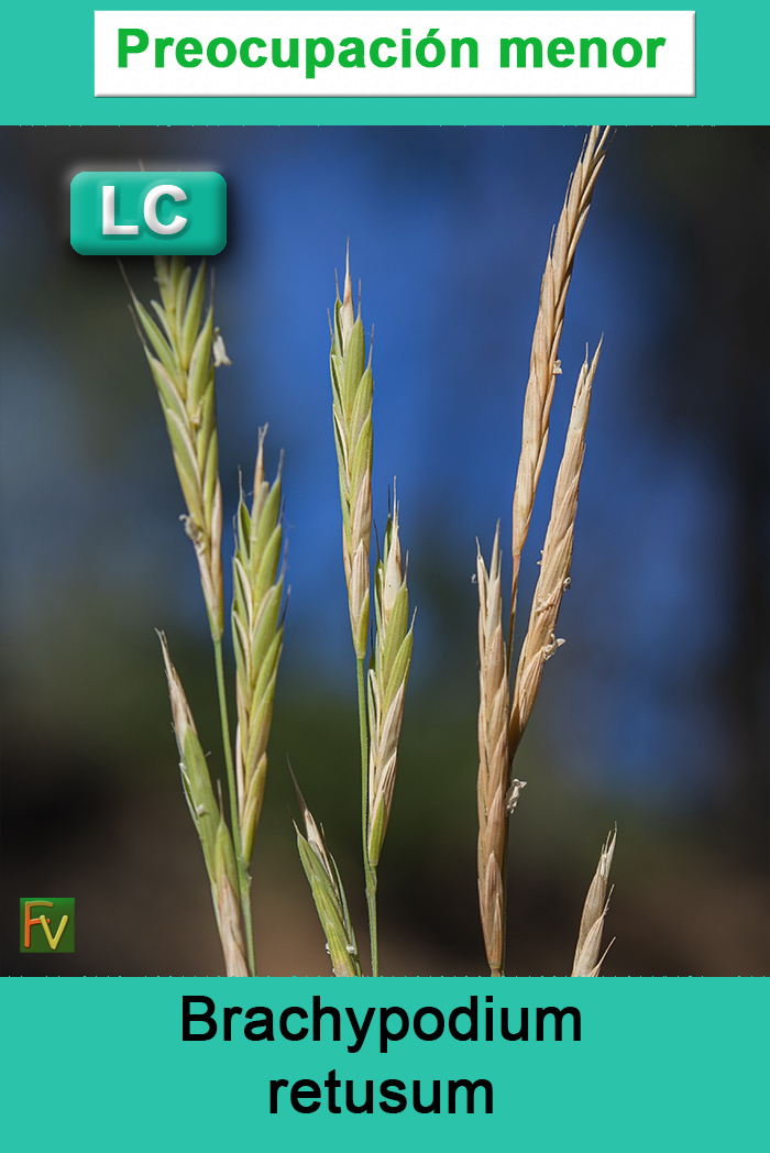 Brachypodium retusum