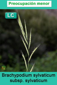 Brachypodium sylvaticum sylvaticum