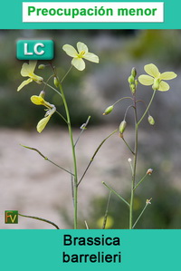Brassica barrelieri