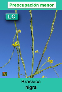 Brassica nigra