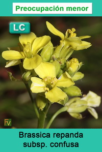 Brassica repanda confusa