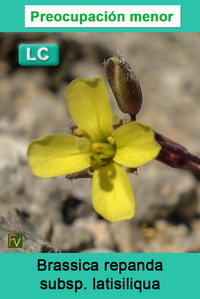 Brassica repanda latisiliqua