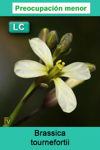 Brassica tournefortii