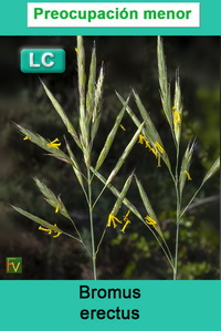 Bromus erectus