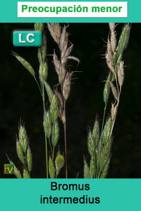 Bromus intermedius