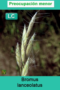 Bromus lanceolatus