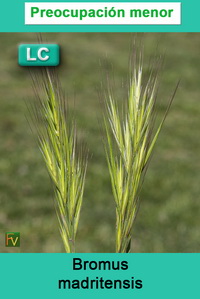 Bromus madritensis