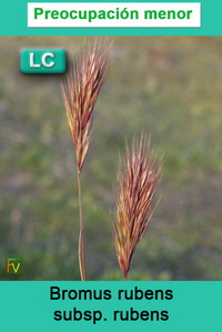 Bromus rubens rubens