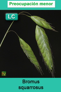 Bromus squarrosus