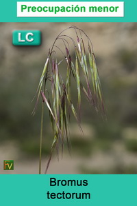 Bromus tectorum