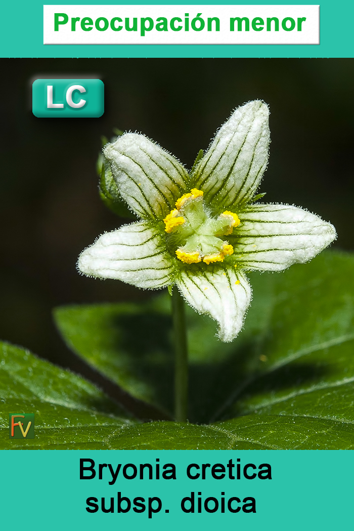 Bryonia cretica dioica
