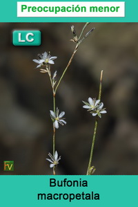 Bufonia macropetala