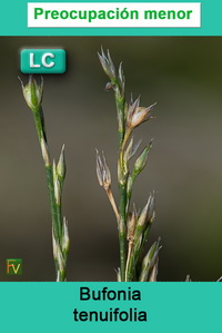 Bufonia tenuifolia