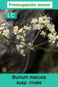 Bunium macuca nivale
