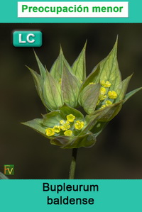 Bupleurum baldense