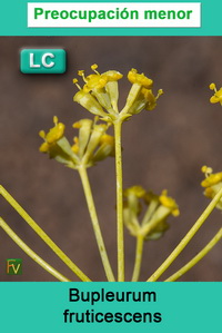 Bupleurum fruticescens