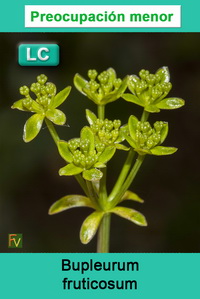 Bupleurum fruticosum