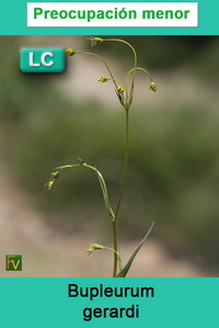 Bupleurum gerardi