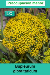 Bupleurum gibraltarium