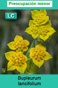 Bupleurum lancifolium