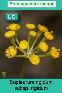 Bupleurum rigidum rigidum