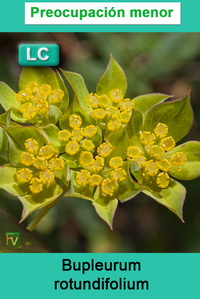 Bupleurum rotundifolium