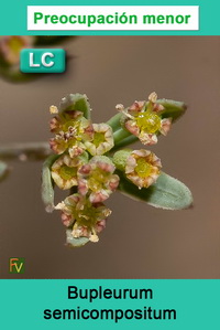 Bupleurum semicompositum