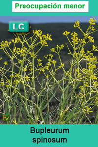 Bupleurum spinosum