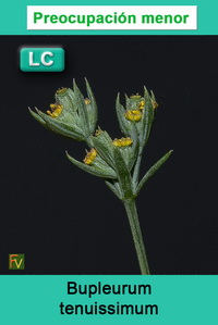 Bupleurum tenuissimum