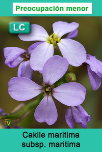 Cakile maritima maritima