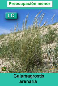 Calamagrostis arenaria