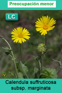 Calendula suffruticosa marginata