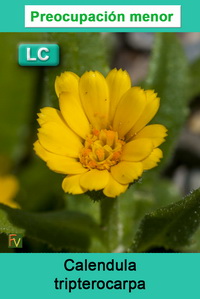 Calendula tripterocarpa