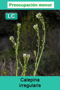 Calepina irregularis