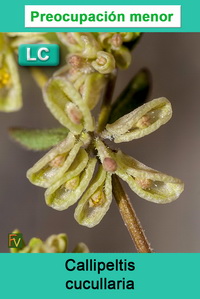 Callipeltis cucullaria