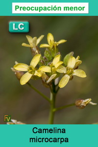 Camelina microcarpa