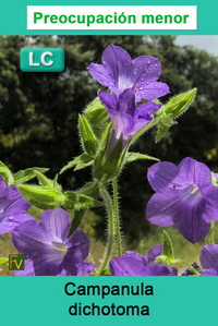 Campanula dichotoma