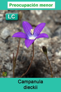 Campanula dieckii