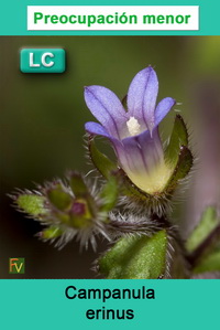 Campanula erinus