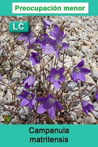 Campanula matritensis