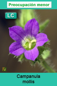 Campanula mollis