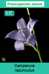 Campanula rapunculus