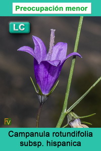Campanula rotundifolia hispanica